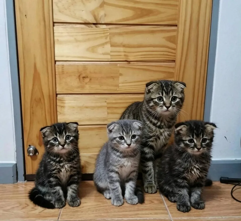 scottish fold