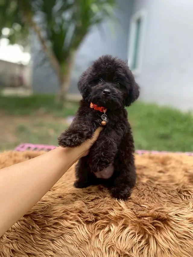 พุดเดิ้ลผสมชิสุห์ น่ารักมาก ตัวเล็กๆ