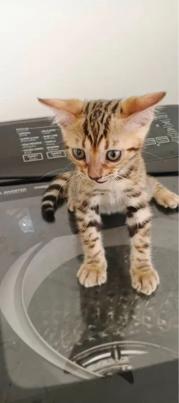 ลูกแมวเบงกอลสายพันธุ์แท้ 🐾