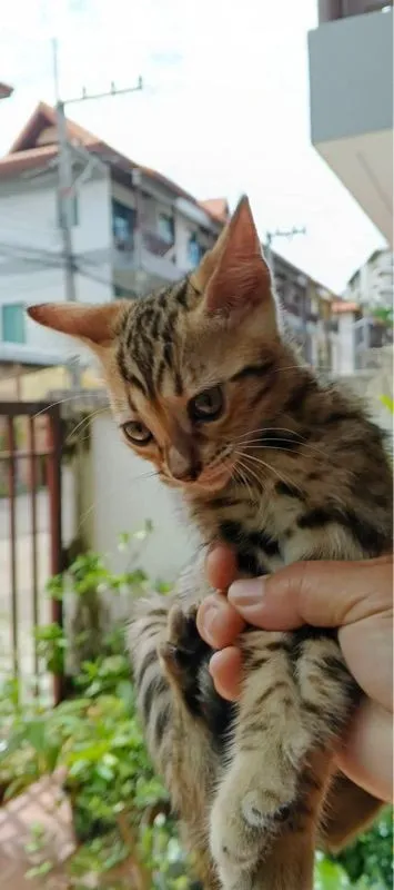 ลูกแมวเบงกอลสายพันธุ์แท้ 🐾