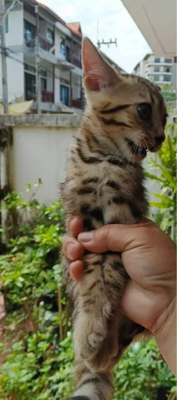 ลูกแมวเบงกอลสายพันธุ์แท้ 🐾