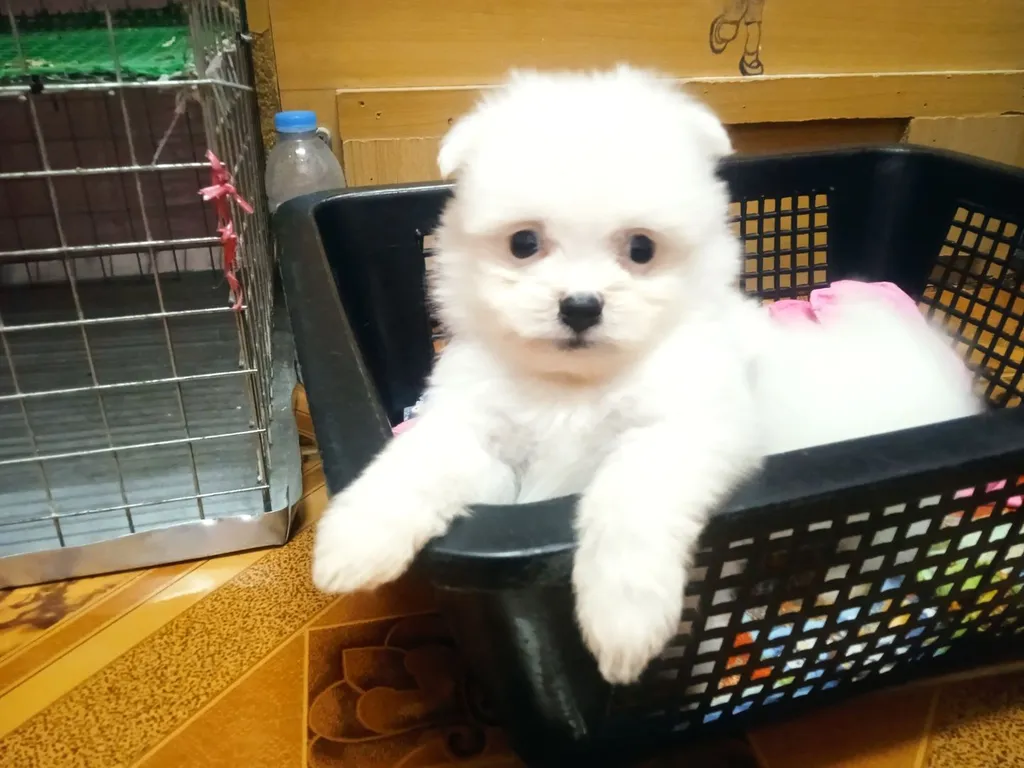 ลูกหมาปอมเมอเรเนียนเพศดูผู้1เมีย1