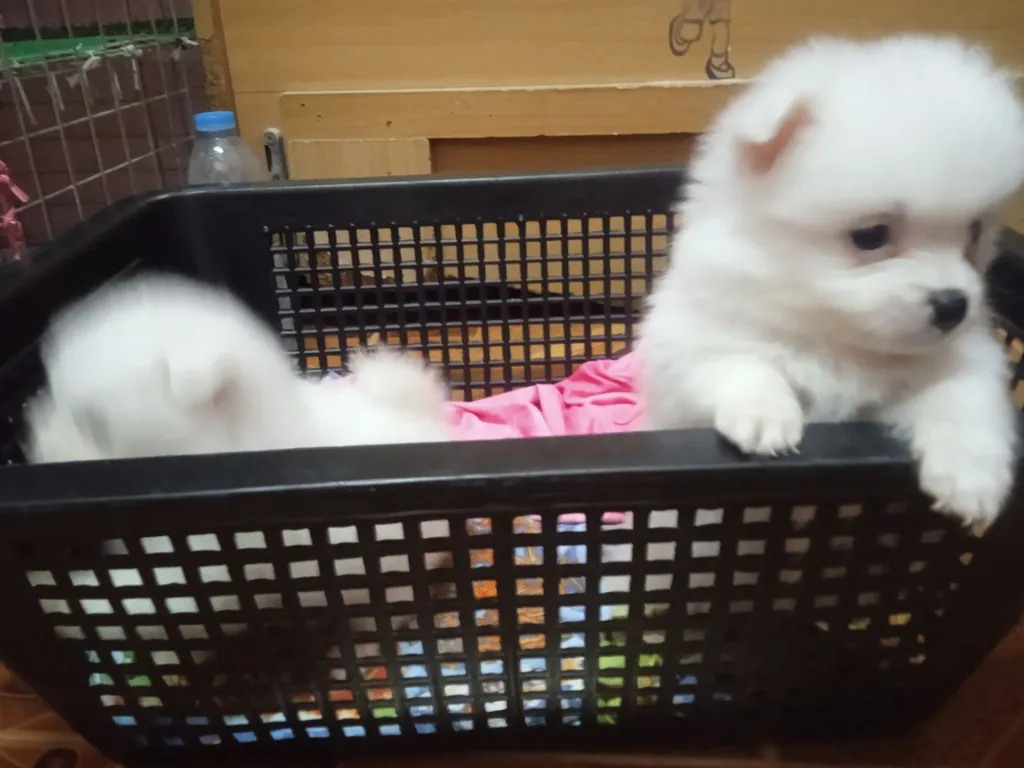 ลูกหมาปอมเมอเรเนียนเพศดูผู้1เมีย1