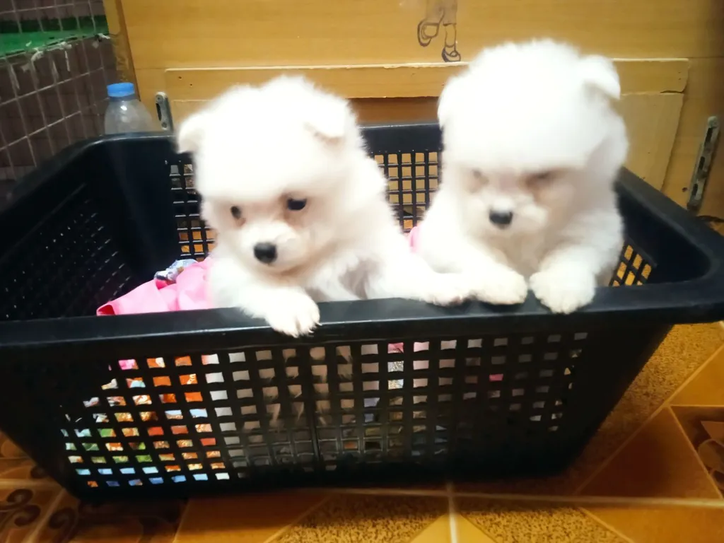 ลูกหมาปอมเมอเรเนียนเพศดูผู้1เมีย1