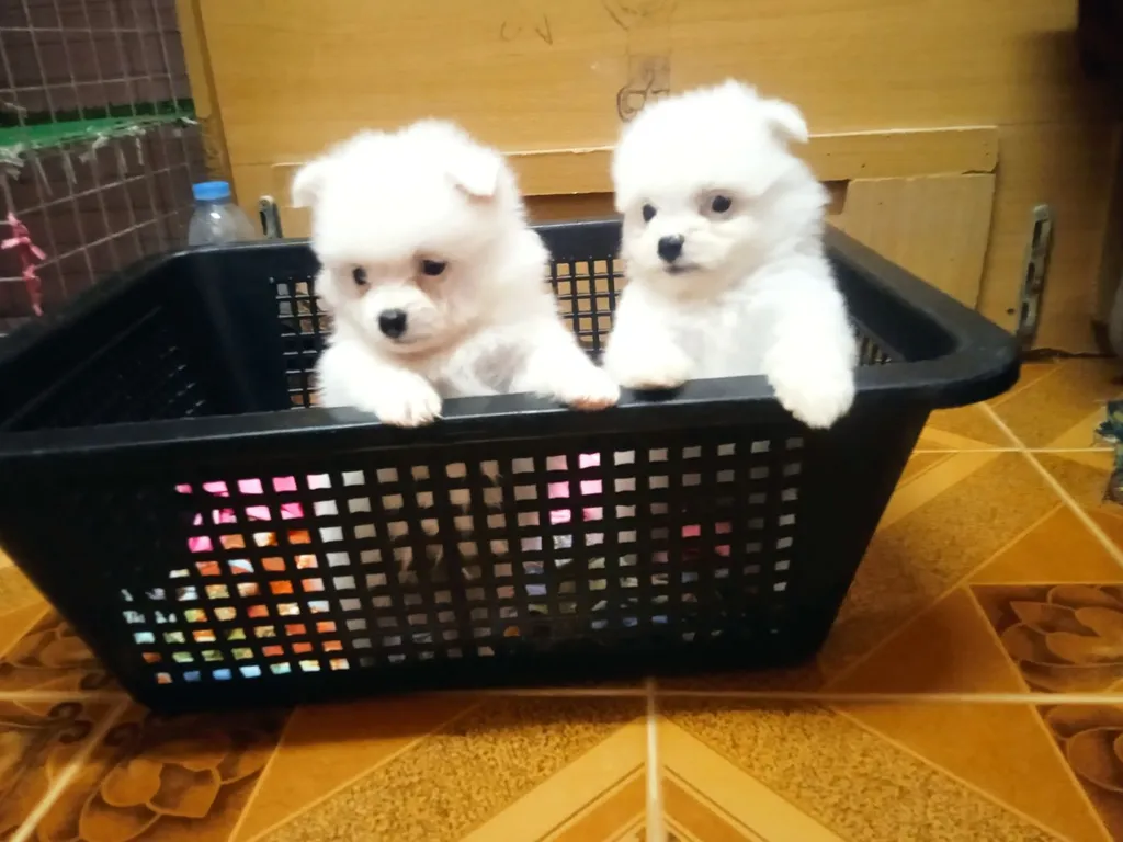 ลูกหมาปอมเมอเรเนียนเพศดูผู้1เมีย1