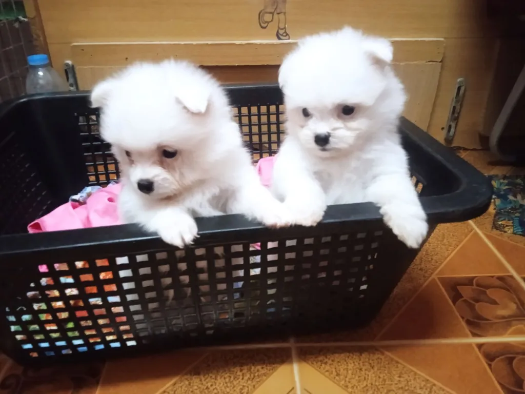 ลูกหมาปอมเมอเรเนียนเพศดูผู้1เมีย1