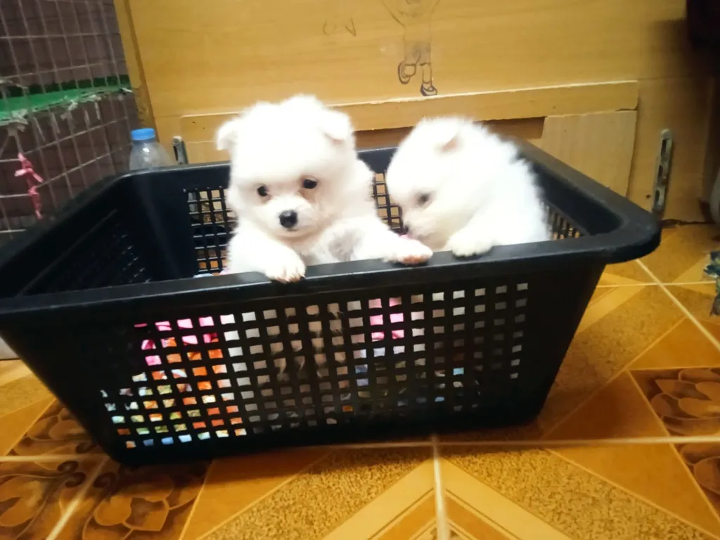 ลูกหมาปอมเมอเรเนียนเพศดูผู้1เมีย1