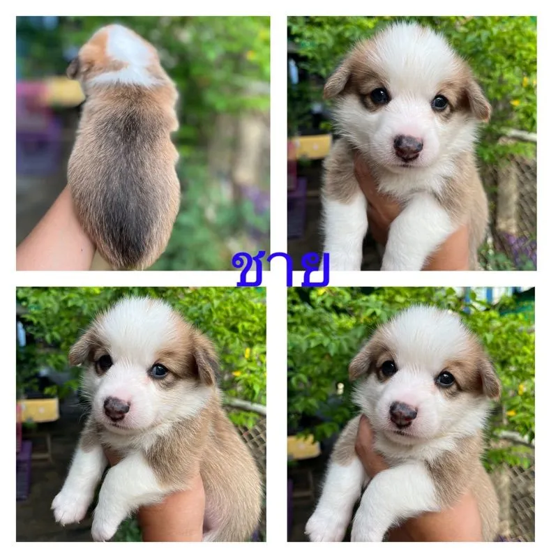 คอร์กี้