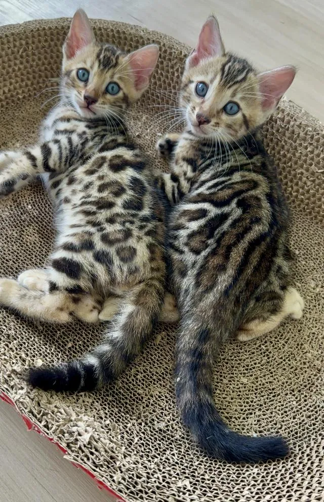 Bengal cat แมวเบงกอล