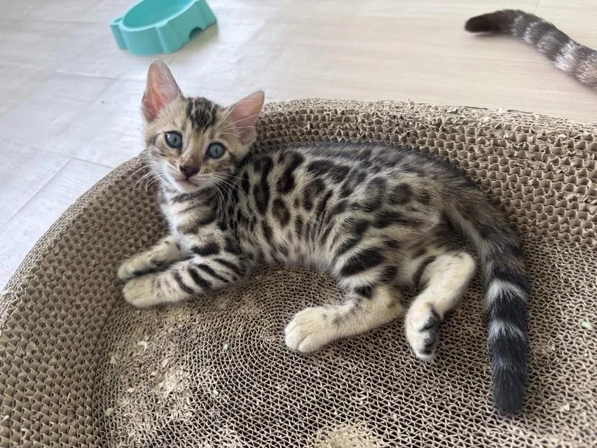 Bengal cat แมวเบงกอล
