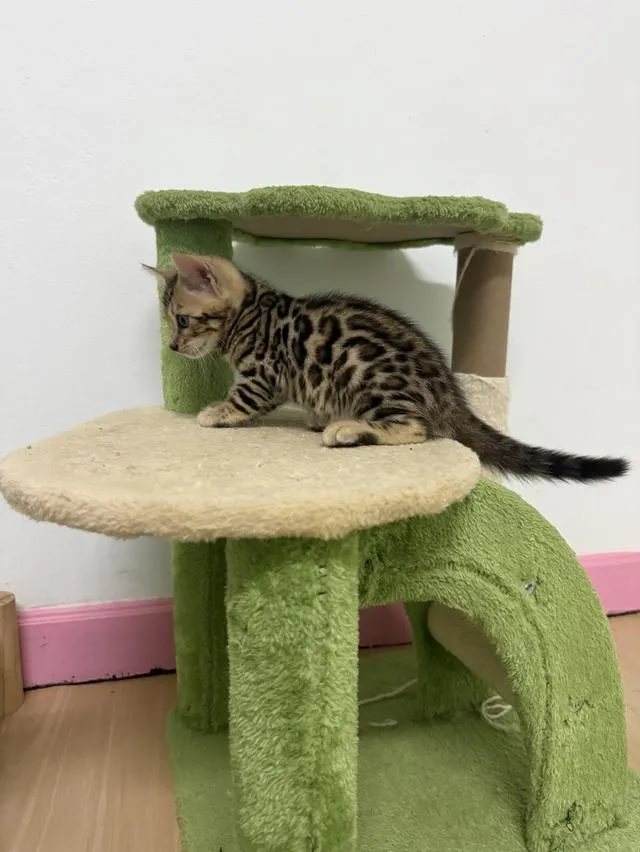 Bengal cat แมวเบงกอล