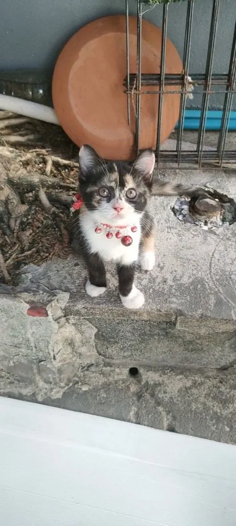 แมว