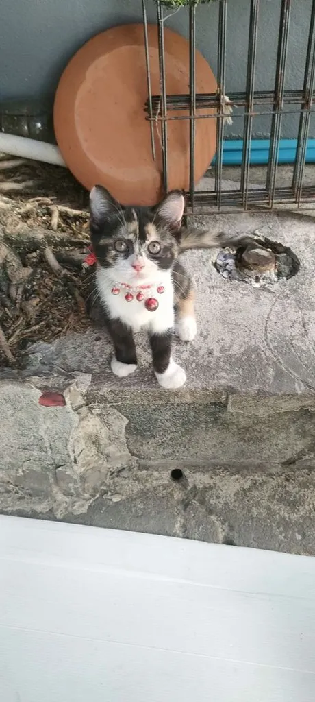 แมว