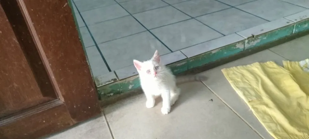 แมว