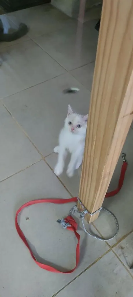 แมว
