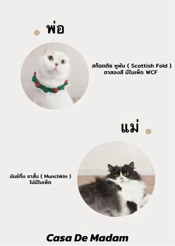 แมวสก็อตติช มันช์กิ้น