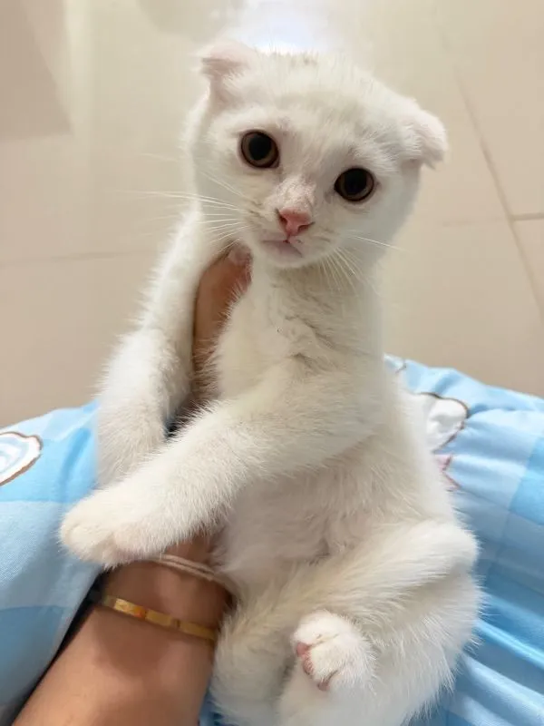 แมวสก๊อตติส