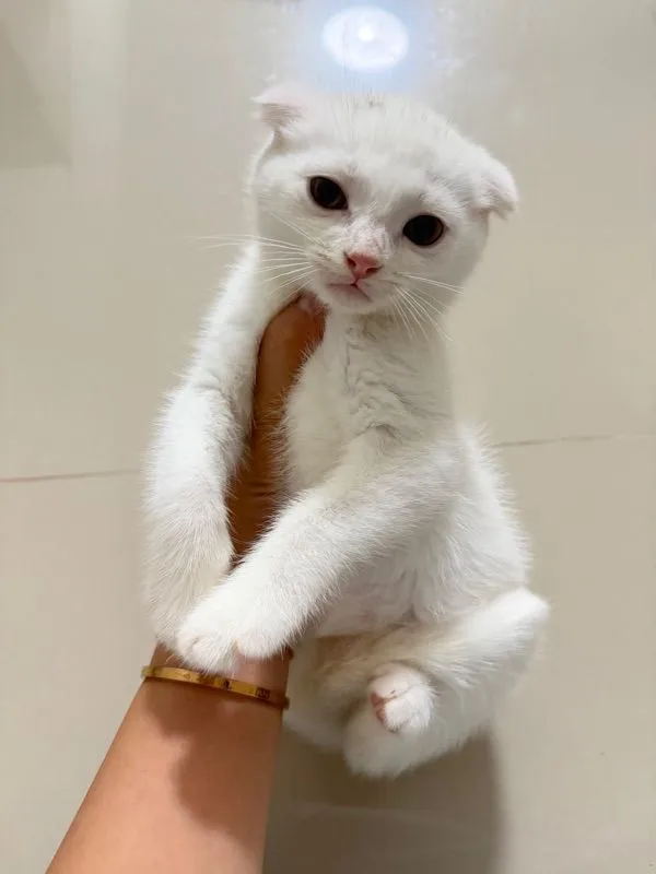 แมวสก๊อตติส