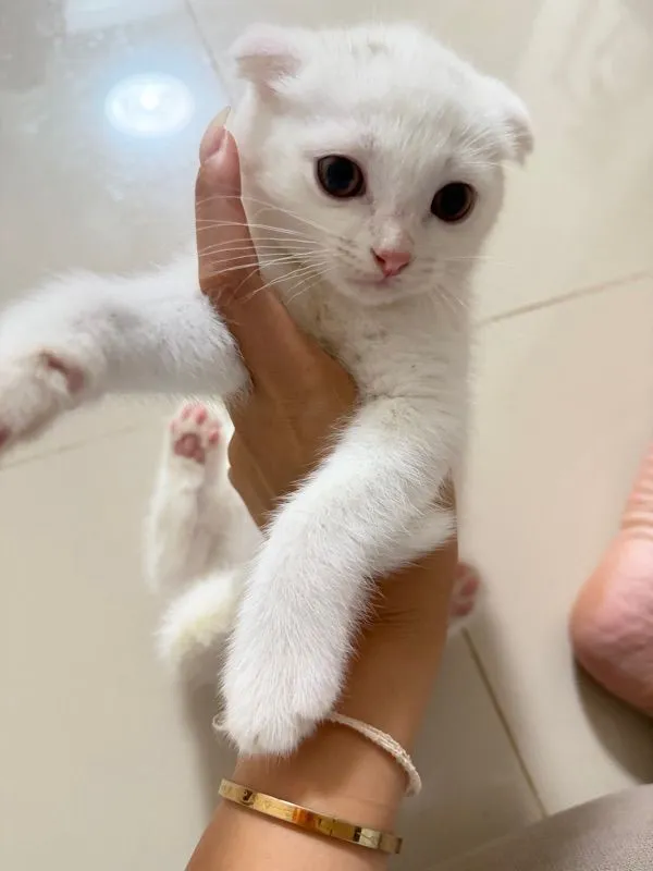 แมวสก๊อตติส