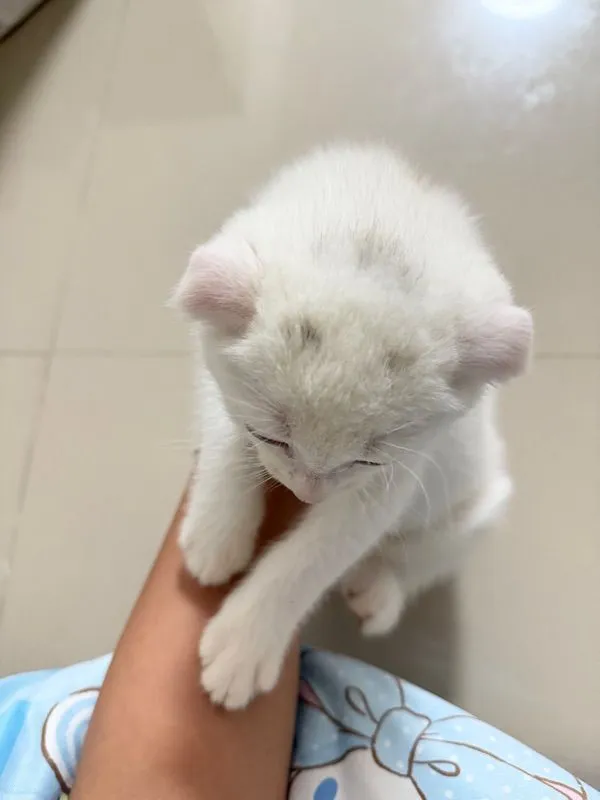 แมวสก๊อตติส