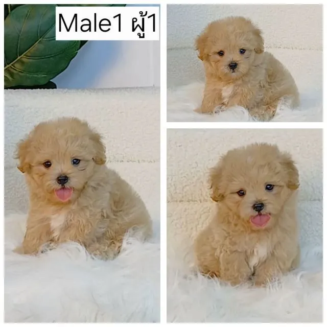 maltipoo มอลติพู เพศผู้ สีน้ำตาล พร้อมวัคซีน5โรคเข็มแรก ถ่ายพยาธิ ใบรับรองจากสัตว์แพทย์ รับประกันสุขภาพ ส่งได้ทั่วไทย