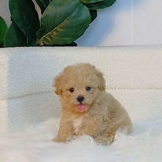 maltipoo มอลติพู เพศผู้ สีน้ำตาล พร้อมวัคซีน5โรคเข็มแรก ถ่ายพยาธิ ใบรับรองจากสัตว์แพทย์ รับประกันสุขภาพ ส่งได้ทั่วไทย
