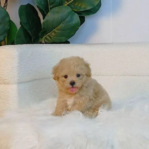 maltipoo มอลติพู เพศผู้ สีน้ำตาล พร้อมวัคซีน5โรคเข็มแรก ถ่ายพยาธิ ใบรับรองจากสัตว์แพทย์ รับประกันสุขภาพ ส่งได้ทั่วไทย