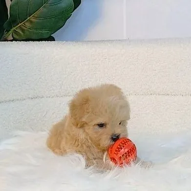 maltipoo มอลติพู เพศผู้ สีน้ำตาล พร้อมวัคซีน5โรคเข็มแรก ถ่ายพยาธิ ใบรับรองจากสัตว์แพทย์ รับประกันสุขภาพ ส่งได้ทั่วไทย