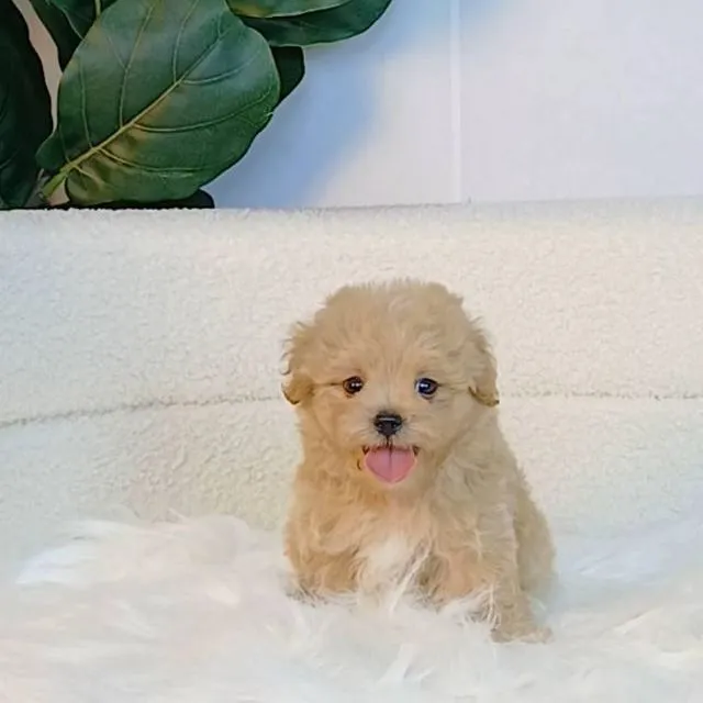 maltipoo มอลติพู เพศผู้ สีน้ำตาล พร้อมวัคซีน5โรคเข็มแรก ถ่ายพยาธิ ใบรับรองจากสัตว์แพทย์ รับประกันสุขภาพ ส่งได้ทั่วไทย