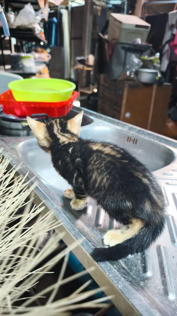 ตัวที่2ลูกแมวเบงกอลอยู่อุบลครับ
