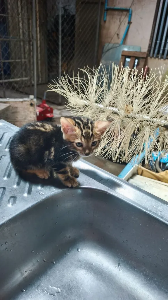 ตัวที่2ลูกแมวเบงกอลอยู่อุบลครับ