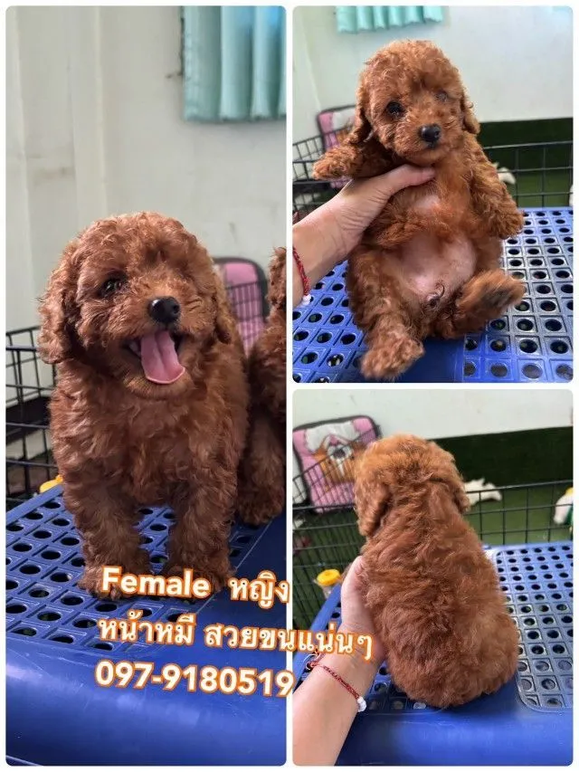 จัดโปรนาทีทองด่วน พุดเดิ้ลทอย ขาสั้นหน้าหมี poodletoy