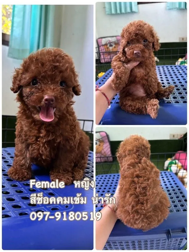 จัดโปรนาทีทองด่วน พุดเดิ้ลทอย ขาสั้นหน้าหมี poodletoy