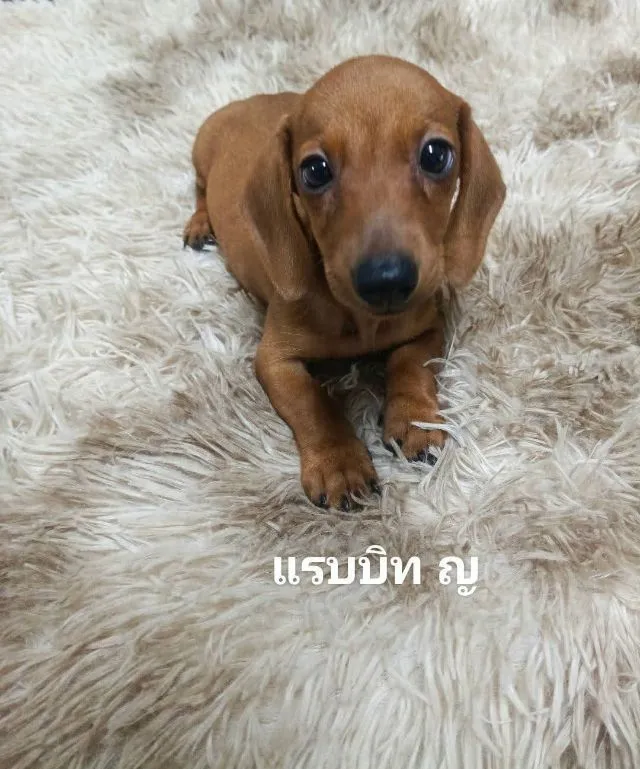 ดัชชุน แรบบิท