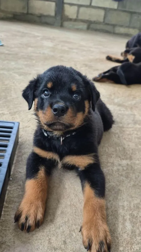 ^ Rottweiler Puppies