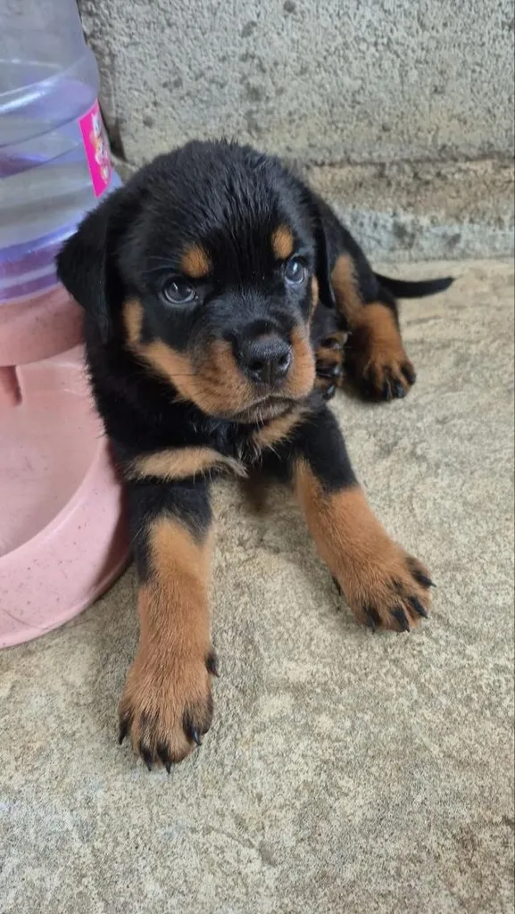 ^ Rottweiler Puppies