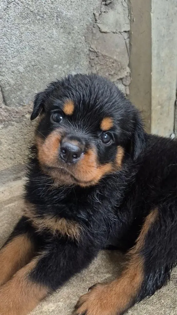 ^ Rottweiler Puppies