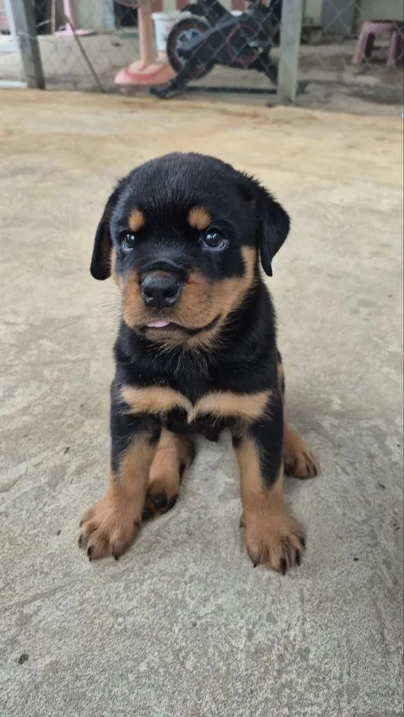 ^ Rottweiler Puppies