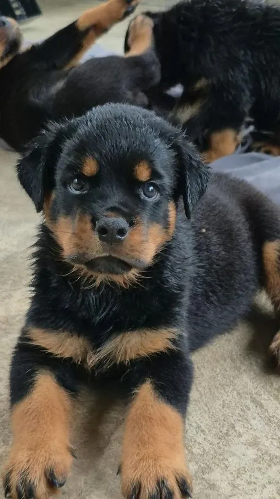 ^ Rottweiler Puppies