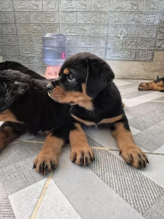^ Rottweiler Puppies