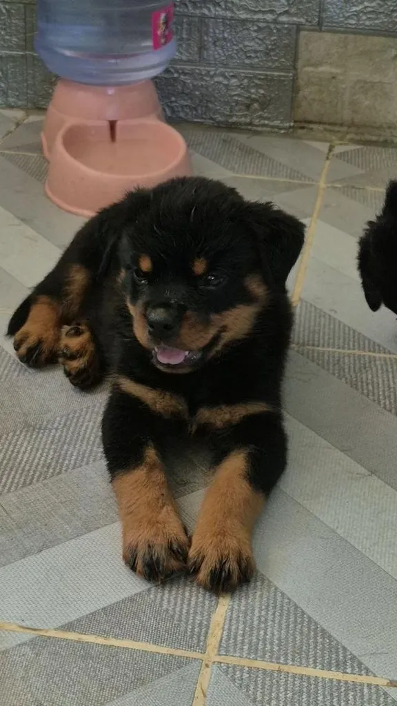 ^ Rottweiler Puppies