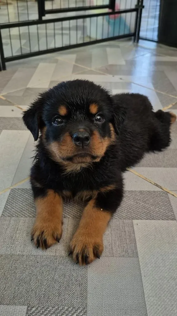 ^ Rottweiler Puppies