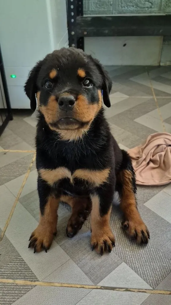 ^ Rottweiler Puppies