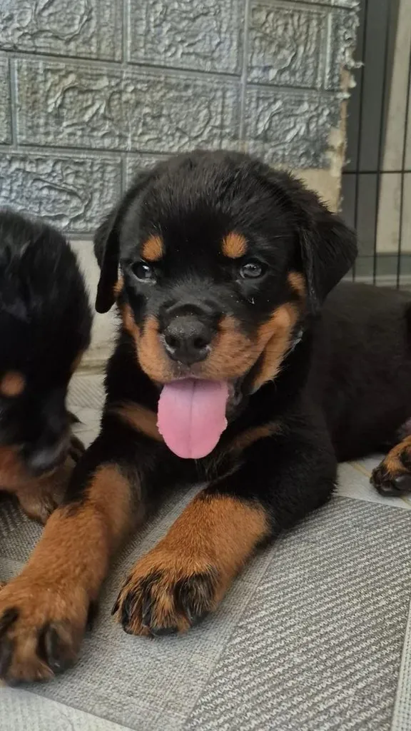 ^ Rottweiler Puppies
