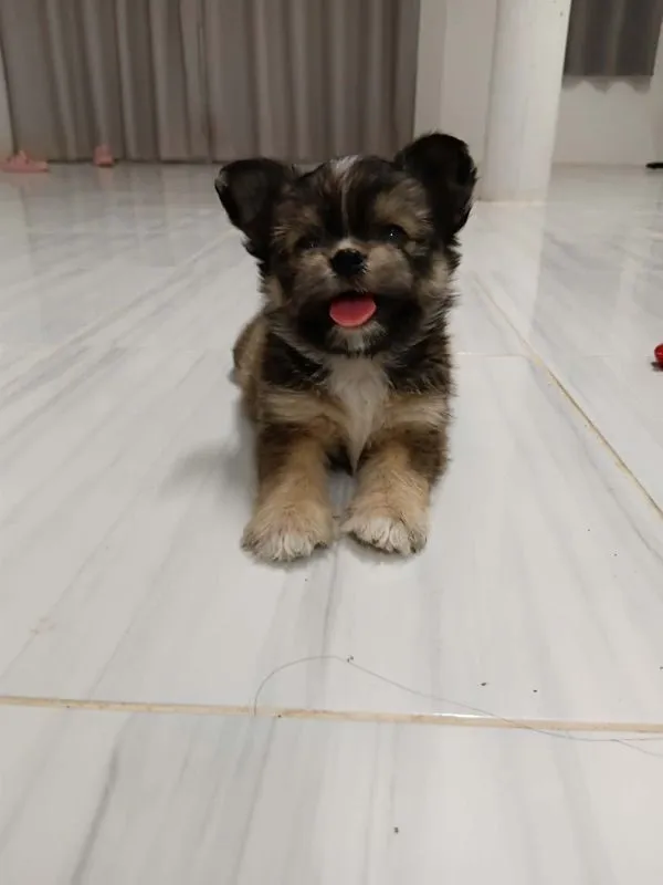 ชิสุผสมชิวาว่า เพศเมีย
