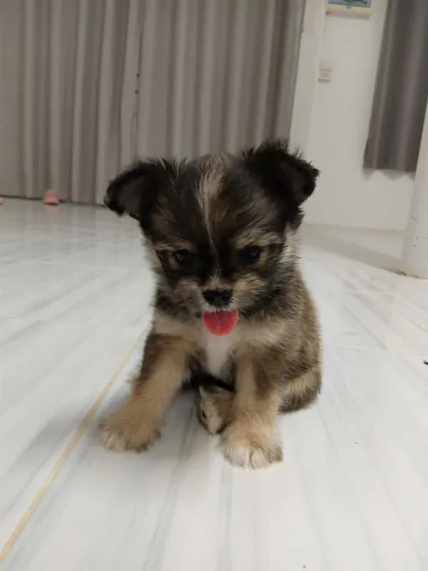 ชิสุผสมชิวาว่า เพศเมีย