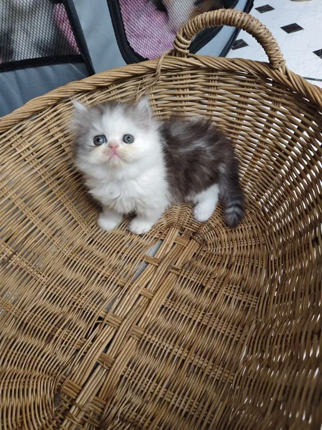 แมวเปอร์เซีย