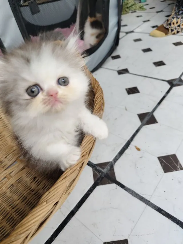 แมวเปอร์เซีย