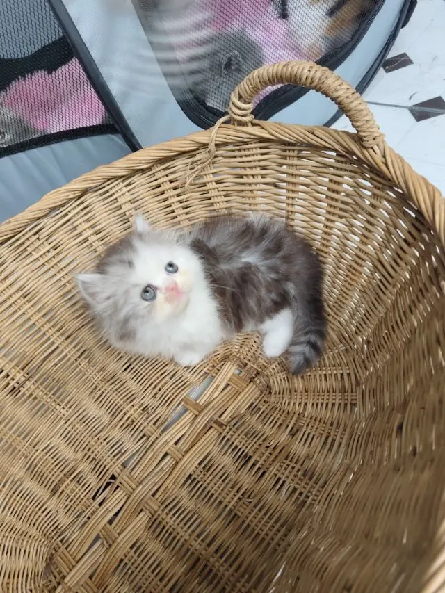 แมวเปอร์เซีย