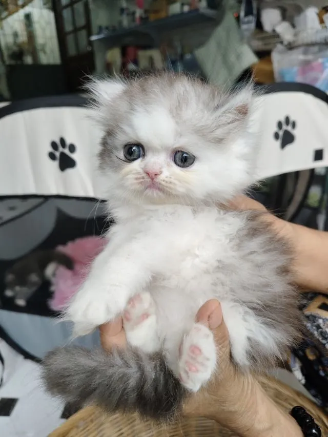 แมวเปอร์เซีย